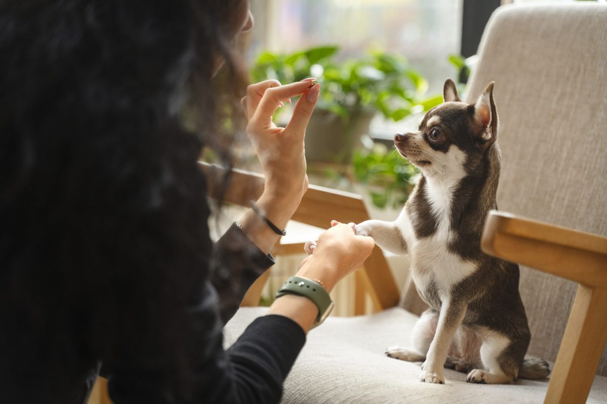 adorable-chihuahua-dog-with-female-owner