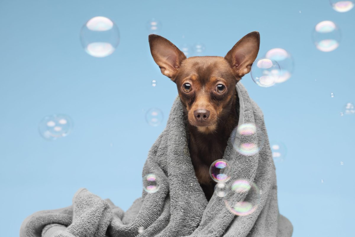 beautiful-pet-portrait-dog