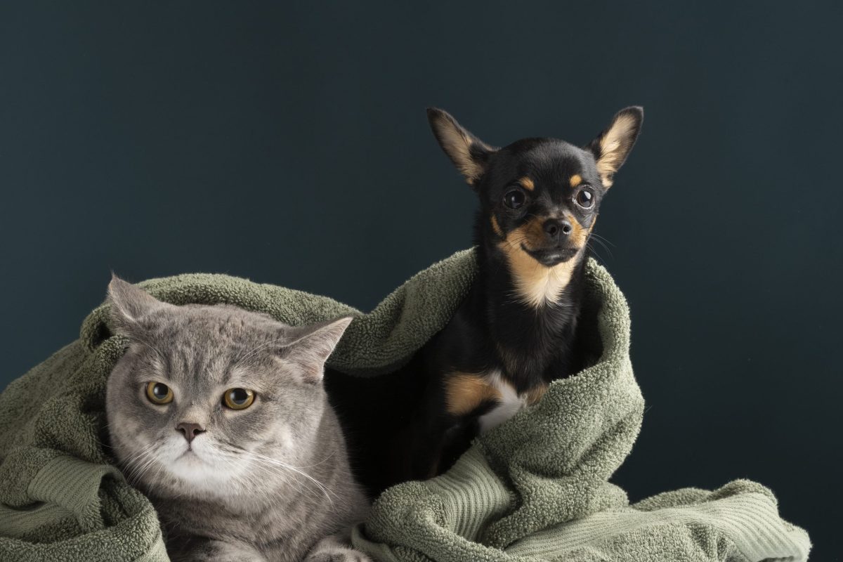 beautiful-pet-portrait-small-dog-cat