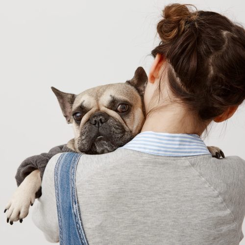Close up cute french bulldog looking on camera lying on shoulder of her female owner. Picture from back of female veterinarian pressing sad puppy to her while doing tests. Relation, responsibility