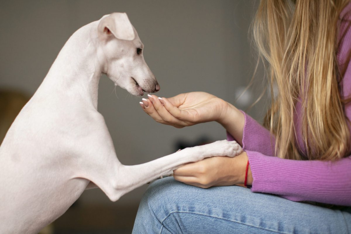 close-up-pet-lifestyle (2)
